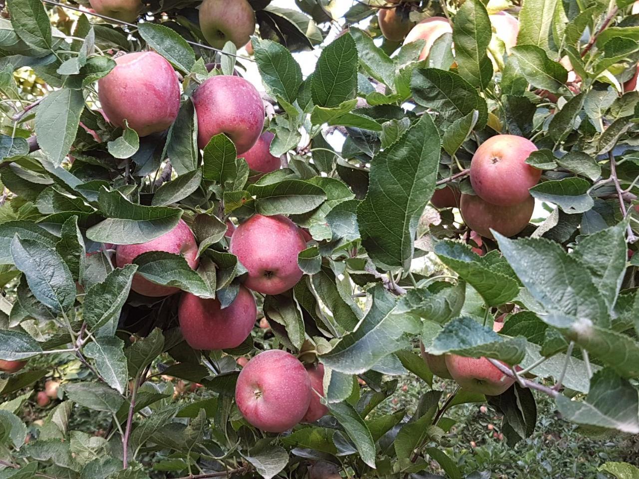סנטנאריו Casa De Campo Flor Dorada מראה חיצוני תמונה